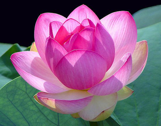 lotus-blossom-1