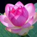 lotus-blossom-1
