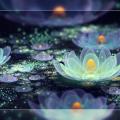 lotus_pond_dew_by_fiery_fire-d5fkmjw