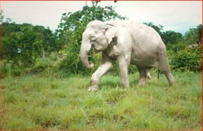 white_elephant-500ea