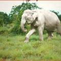 white_elephant-500ea